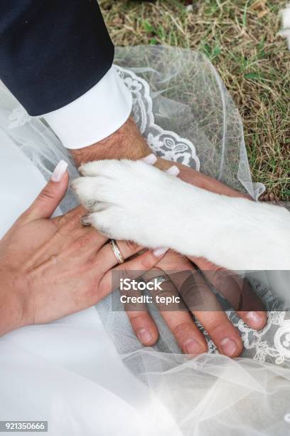 Bride And Grooms Hand With Dog Paw Stock Photo - Download Image Now - Wedding, Dog, Puppy