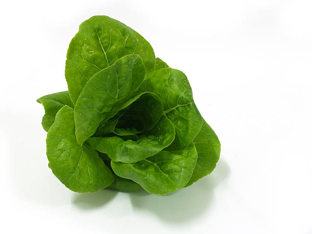 Fresh Maureen Lettuce stock photo