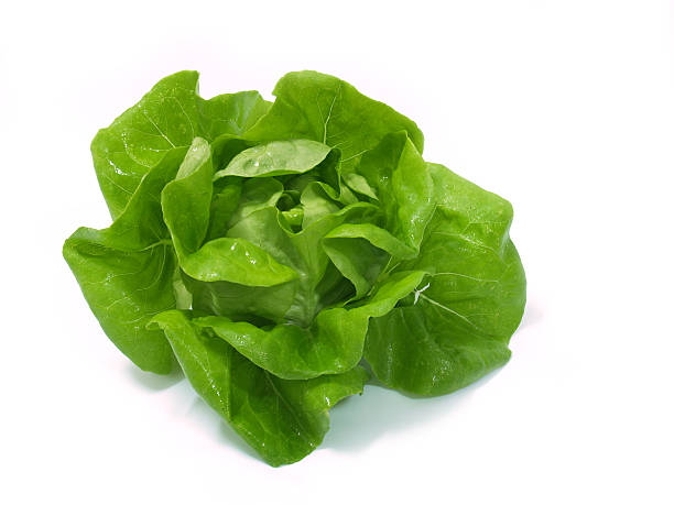 Fresh head of lettuce on a white background stock photo