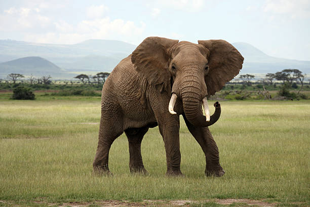 African elephant roaming Amboseli National Park in Kenya African Elephant Amboseli Kenya african elephant stock pictures, royalty-free photos & images