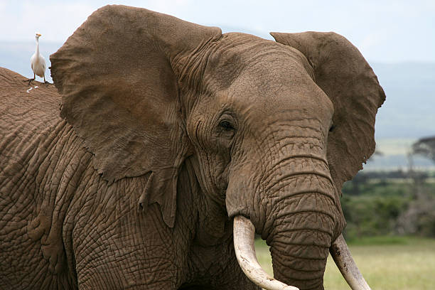 istock African Elephant Amboseli Kenya with Catle Egret on shoulder 92135161
