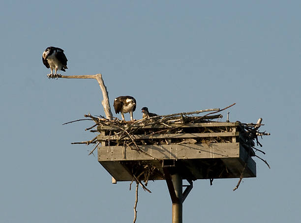 istock Family of Osprey 92135211