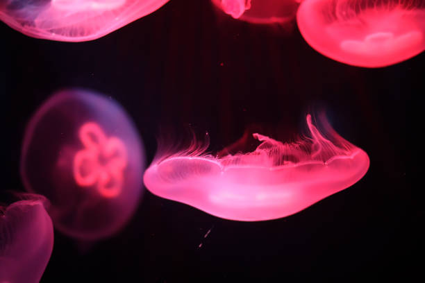 istock Multicolored jellyfish swim under water 921353104