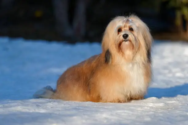 Beautiful show champion havanese female dog sitting in a snowy park
