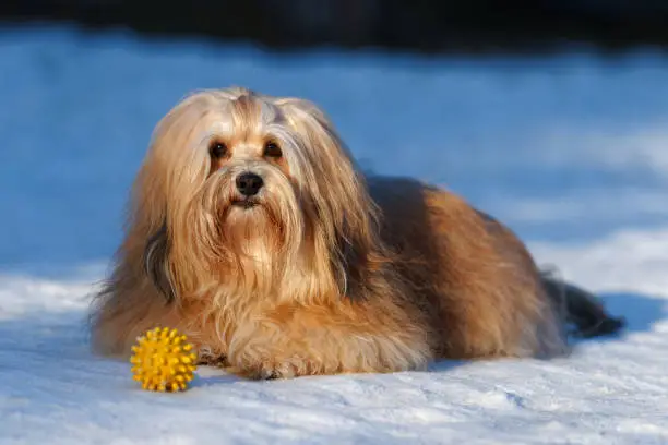 Beautiful show champion havanese female dog lying in a snowy park with a yellow ball