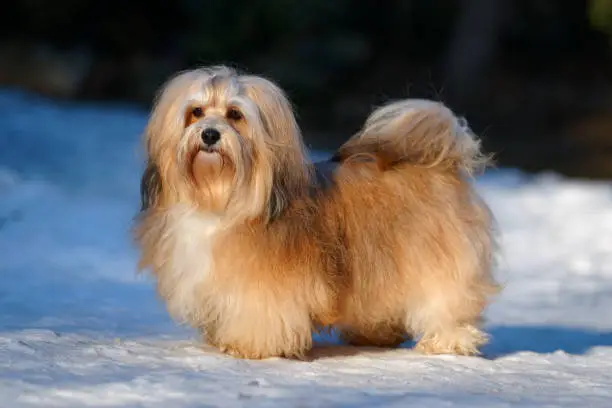 Beautiful show champion havanese female dog stands in a snowy park