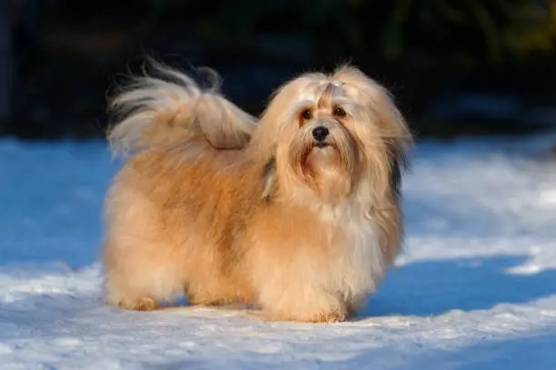 Beautiful show champion havanese female dog stands in a snowy park in winter
