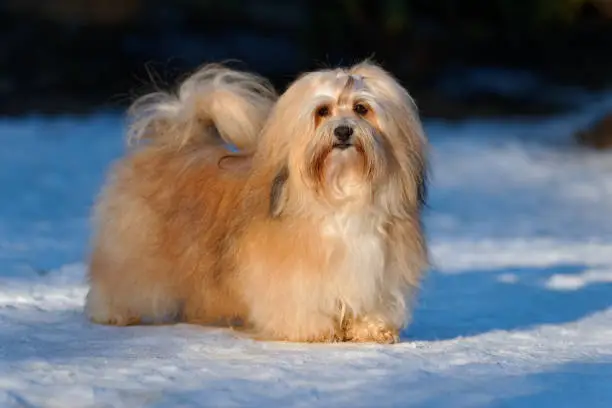 Beautiful show champion havanese female dog stands in a snowy park