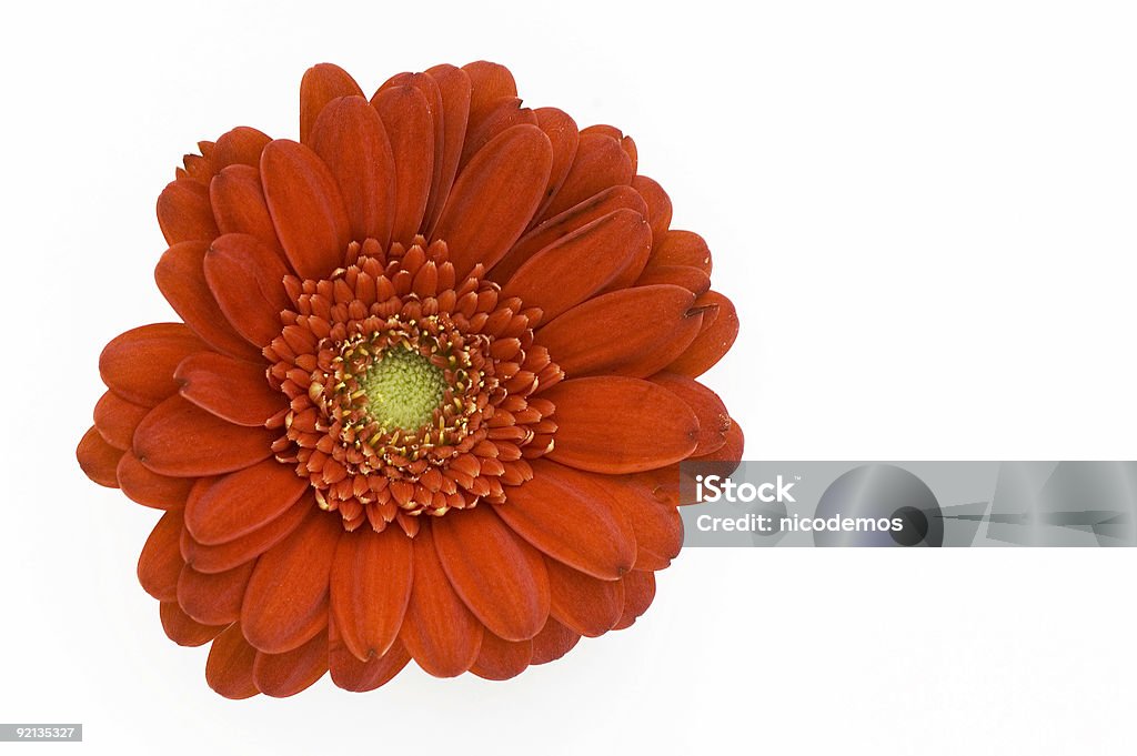 Gerbera rojo - Foto de stock de Color - Tipo de imagen libre de derechos