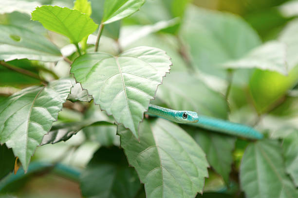 Small green snake stock photo