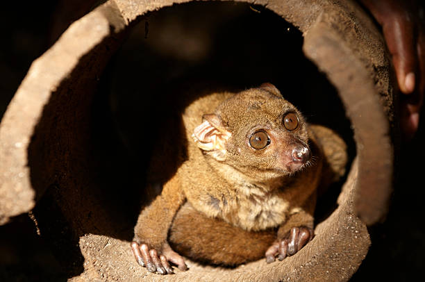 istock Zanzibar Bushbaby 92135353