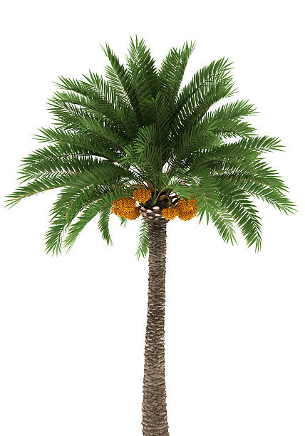 A large palm tree isolated on white Palm tree isolated on white background with clipping path date palm tree stock pictures, royalty-free photos & images