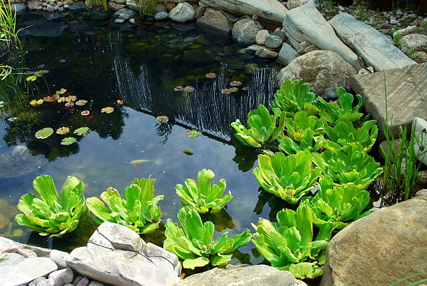 istock A koi pond with Lilly bud-less pads  92135455