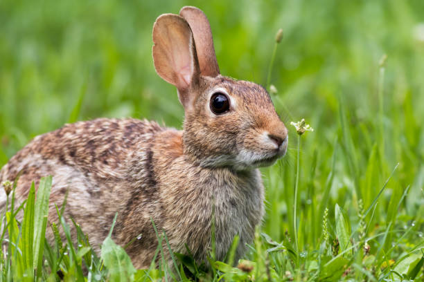 istock Young Eastern Cottontail Bunny Rabbit in fresh green grass 921356338