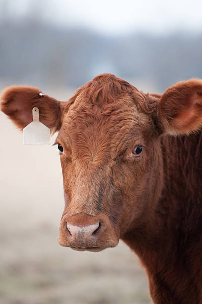 Red cow stock photo