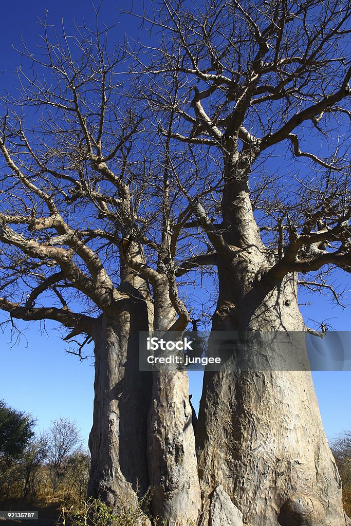 Baobab Trees  Africa Stock Photo