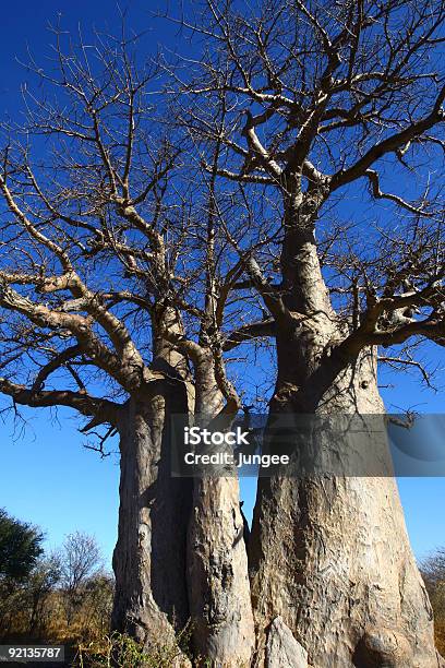 Baobab Trees Stock Photo - Download Image Now - Africa, Baobab Tree, Barren