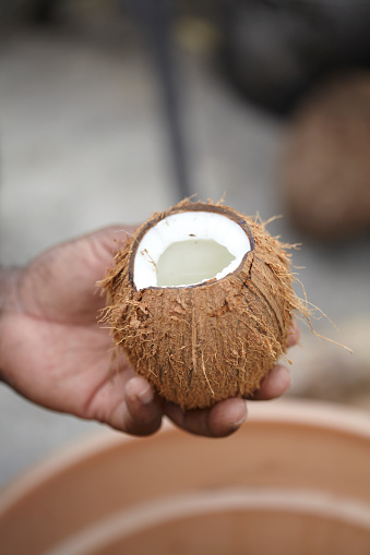 An Afro Caribbean man shells a coconut to revel its water and flesh in preparation to make Drops - a caribbean coconut sweet
