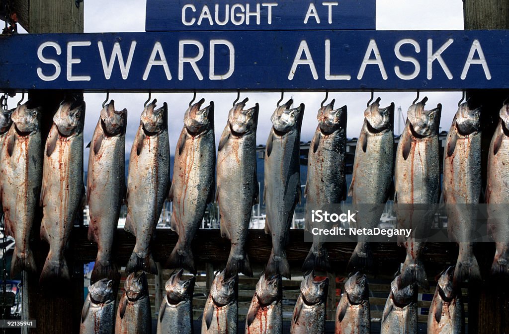 Salmone Alaska - Foto stock royalty-free di Seward - Alaska