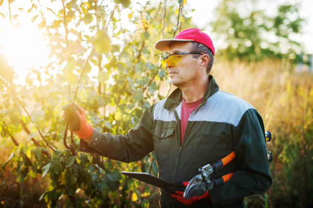 istock Serious senior farmer standing in the orchard with tablet and scissors while checking tree in the morning. 921359448