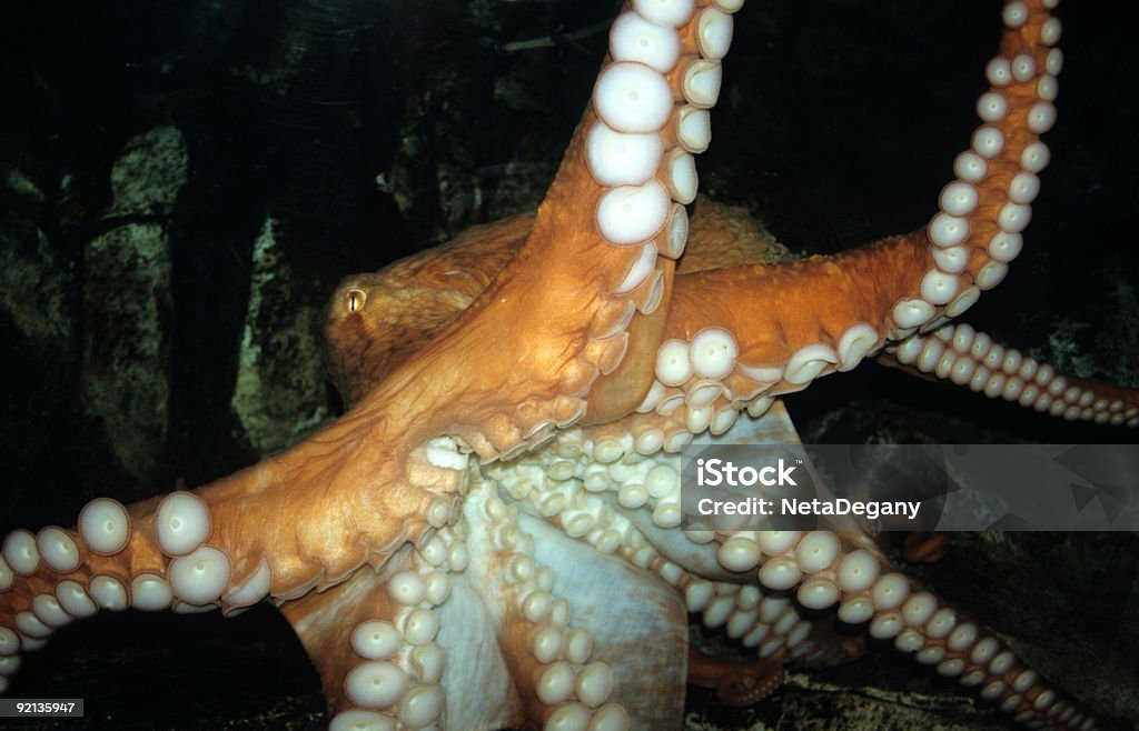 Große herrlichen Krake - Lizenzfrei Krake - Cephalopode Stock-Foto