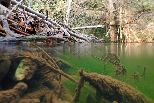underwater photo of a beaver building - germany reservoir water tree imagens e fotografias de stock