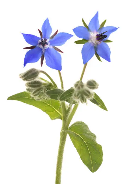 Borage plant (Borago officinalis) isolated on white background