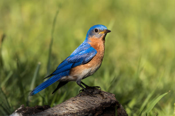 istock Eastern bluebird male perched on weather birch branch 921364896