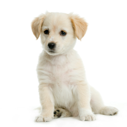 Labrador crema de cachorro photo