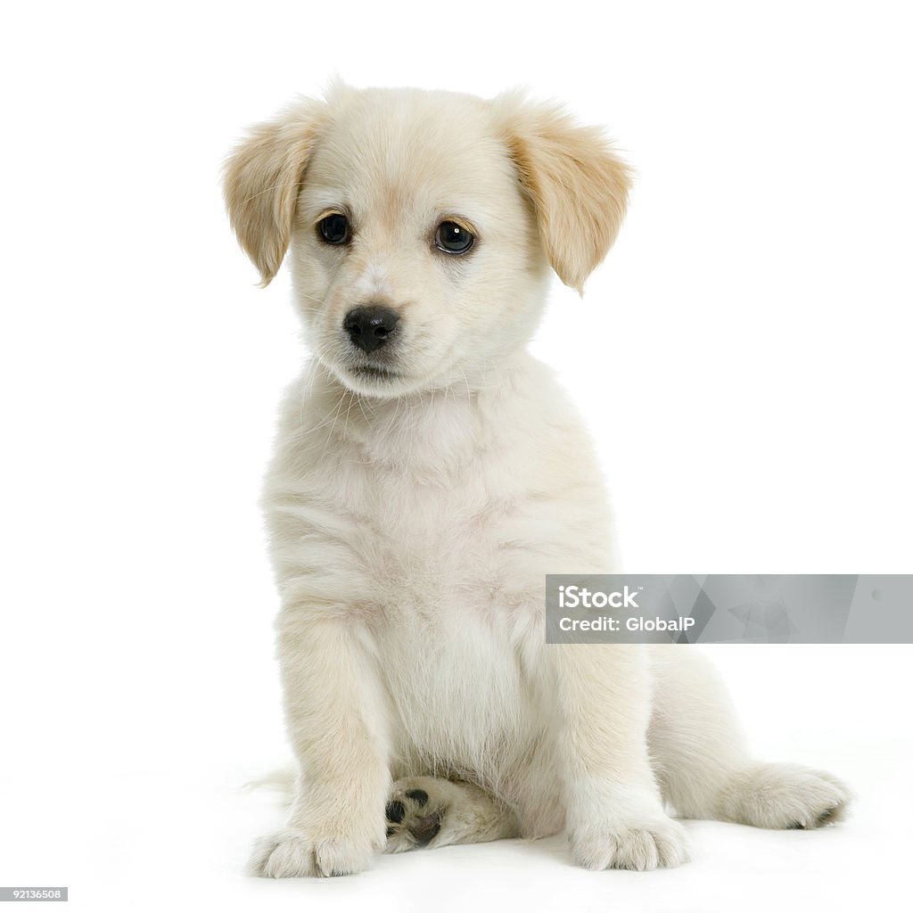 Labrador retriever cream puppy  Puppy Stock Photo