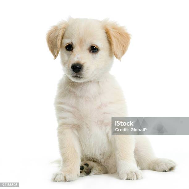 Labrador Retriever Cream Puppy Stock Photo - Download Image Now - Puppy, Sitting, Labrador Retriever
