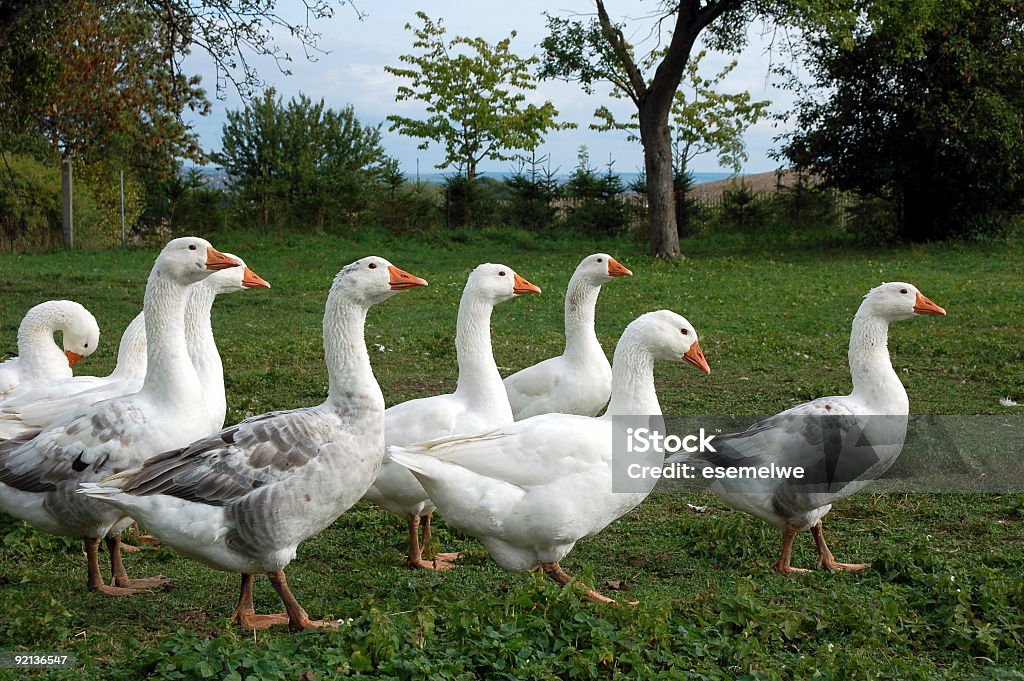 Multitude d'oies - Photo de Foie gras libre de droits