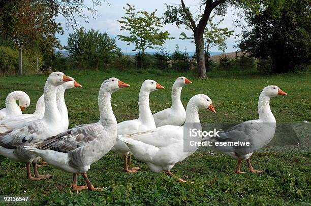 Foto de Bando De Gansos e mais fotos de stock de Foie Gras - Foie Gras, Ganso - Ave de água doce, Fígado - Miúdos