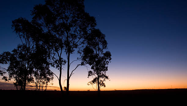 Silhueta de Eucalypts no crepúsculo - fotografia de stock