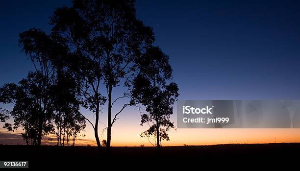 Silhueta De Eucalypts No Crepúsculo - Fotografias de stock e mais imagens de Deserto australiano - Deserto australiano, Queensland, Anoitecer