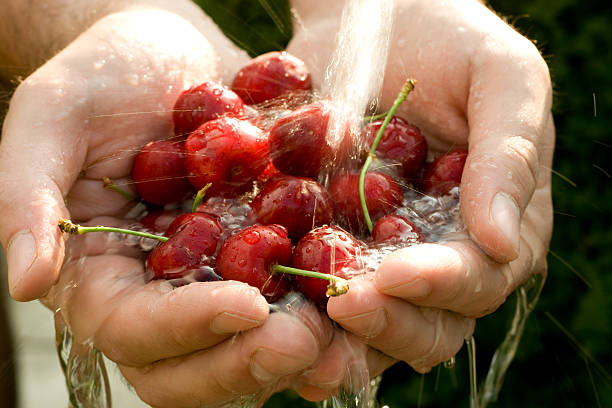 istock Hand full of fresh cherries in falling water 92136696