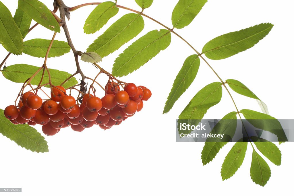 close-up ashberries  Ash Tree Stock Photo