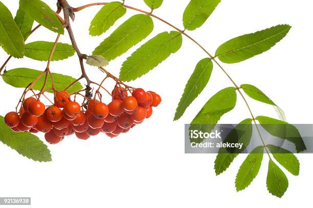 Closeup Ashberries Stock Photo - Download Image Now - Ash Tree, Berry Fruit, Branch - Plant Part