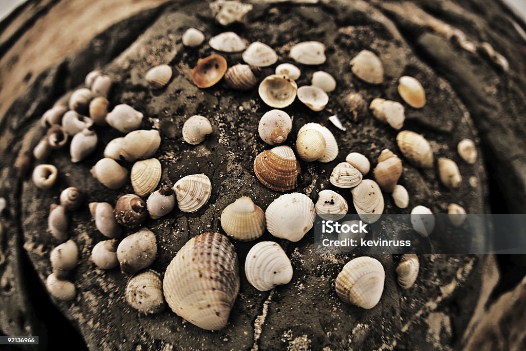 Grande gruppo di conchiglie di mare sulla spiaggia - Foto stock royalty-free di Bamburgh