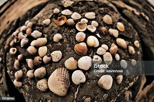 Grupo Grande De Mar E Conchas Na Praia - Fotografias de stock e mais imagens de Bamburgh - Bamburgh, Bege, Castanho