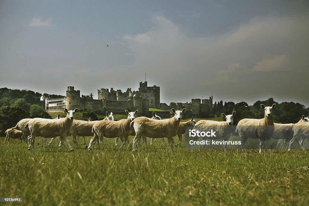 Campo di pecore e Castello di Alnwick - Foto stock royalty-free di Alnwick