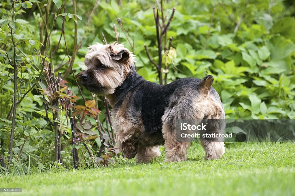 Small dog  Animal Stock Photo