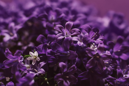 A DSLR close-up photo of beautiful Lilac blossom with bokeh light. Shallow depth of field.