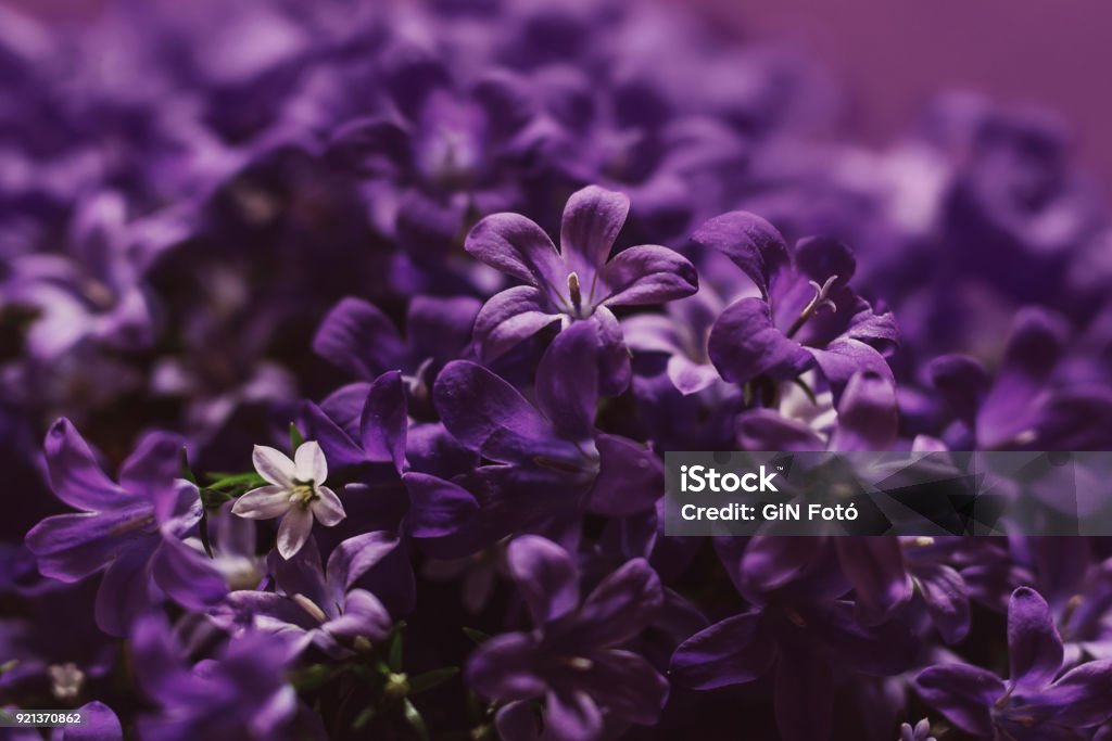 Violet Ultraviolet color trend by nature Flower Stock Photo