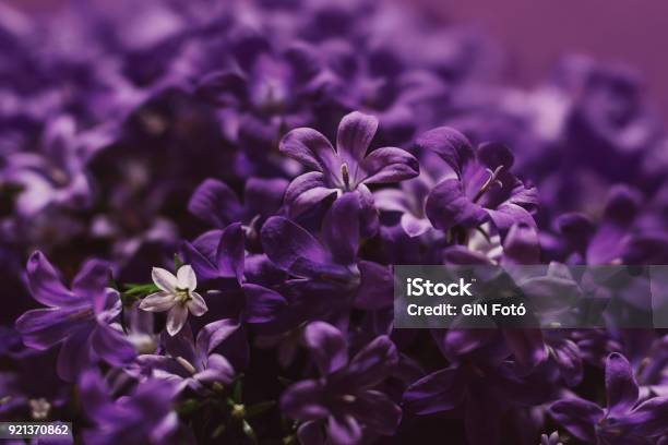 Violet Stock Photo - Download Image Now - Flower, Purple, Violet - Flower