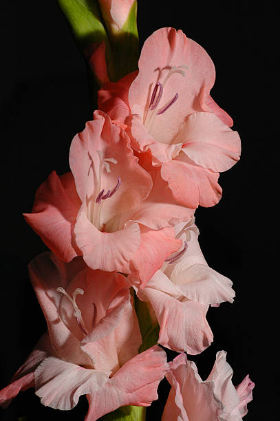 Rosa flores de hibiscos - foto de stock
