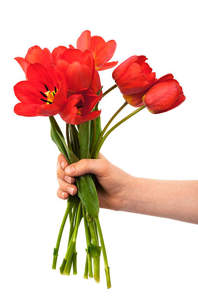 Single red tulip isolated on white background.