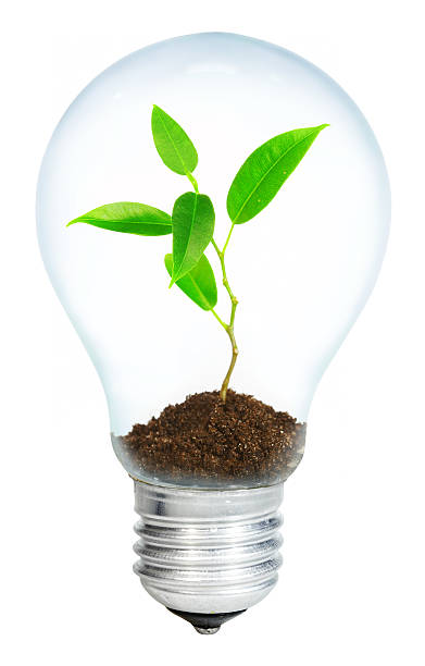 istock A young sport growing in a light bulb on a white background 92137410