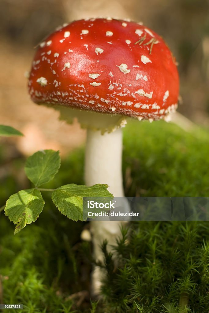 mushroom  Amanita Stock Photo