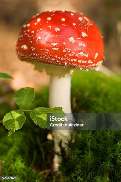 Mushroom Stock Photo - Download Image Now - Amanita, Amanita Parcivolvata, Autumn